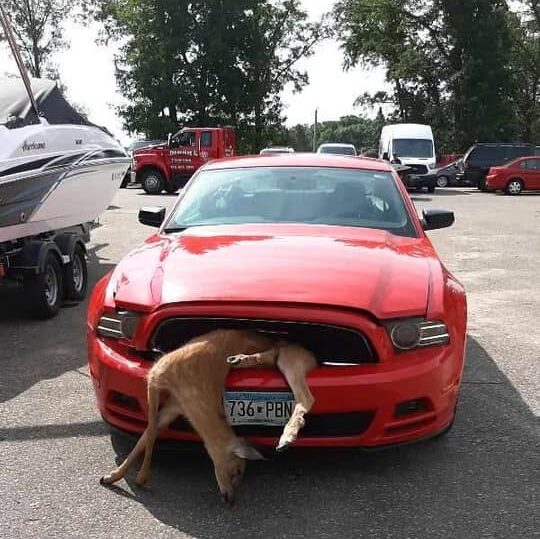 A deer is stuck in the front grille of a red car requiring collision repair to the auto body.